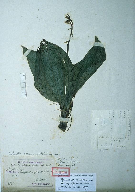 Calanthe discolor image