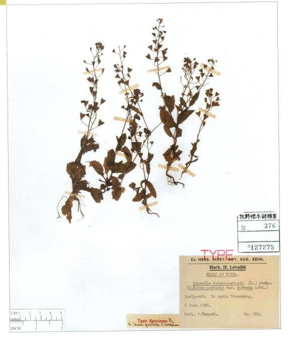 Capsella bursa-pastoris image