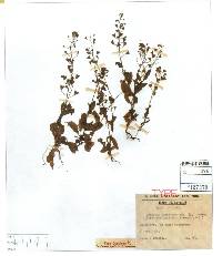 Capsella bursa-pastoris image