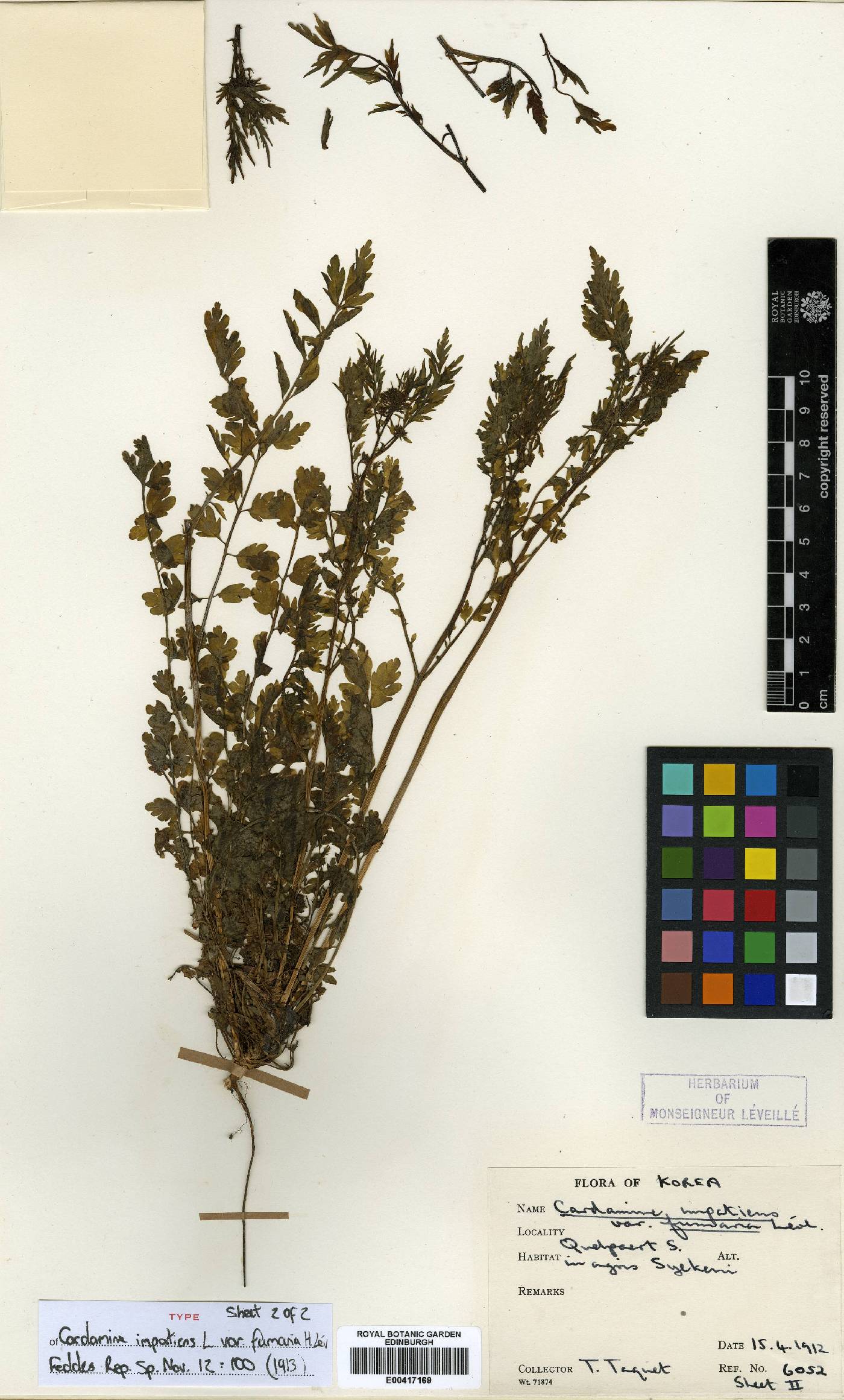 Cardamine impatiens image