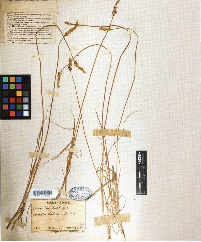 Carex paxii image
