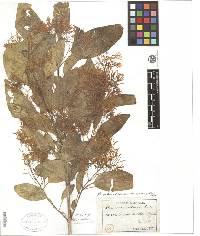 Chionanthus retusus image