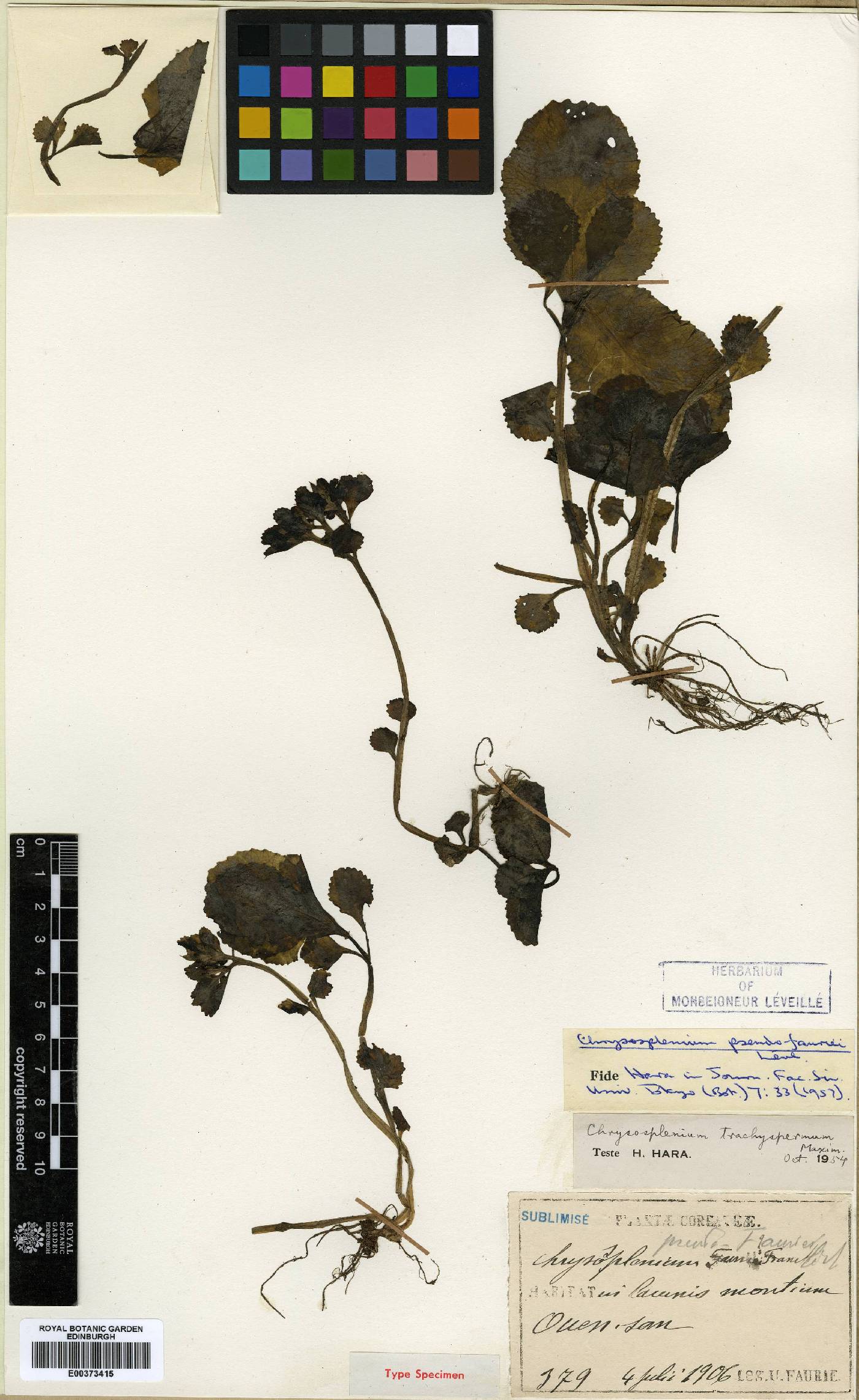 Chrysosplenium sinicum image