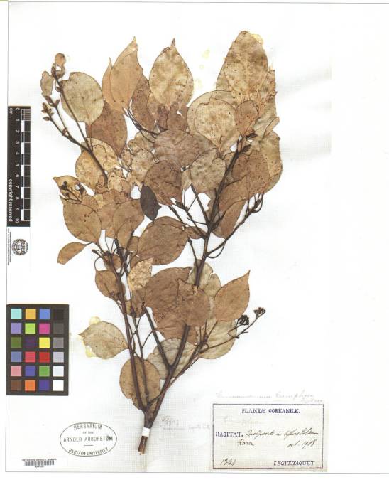 Cinnamomum image