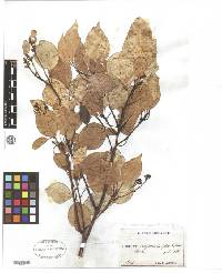 Cinnamomum camphora image