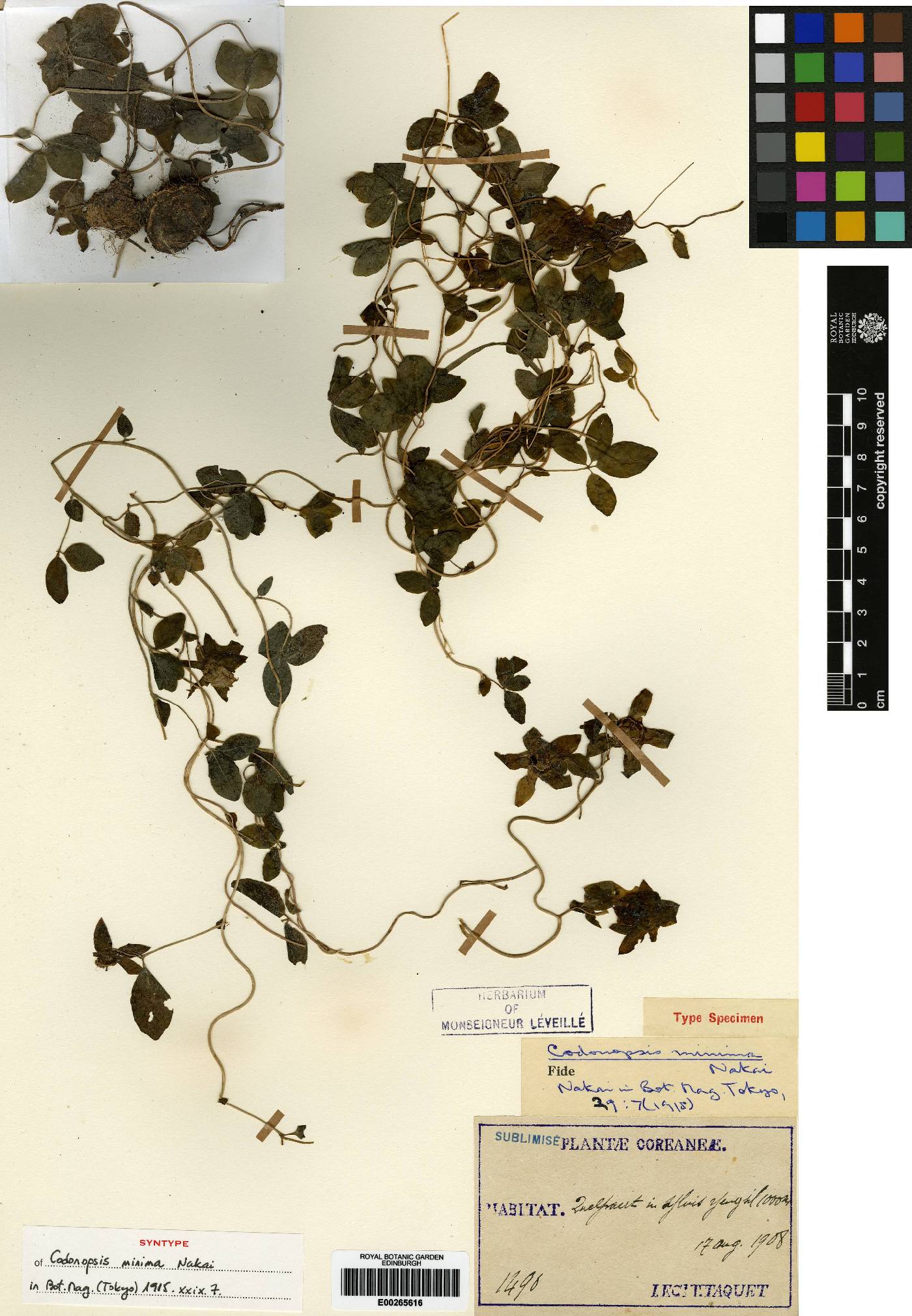 Codonopsis minima image