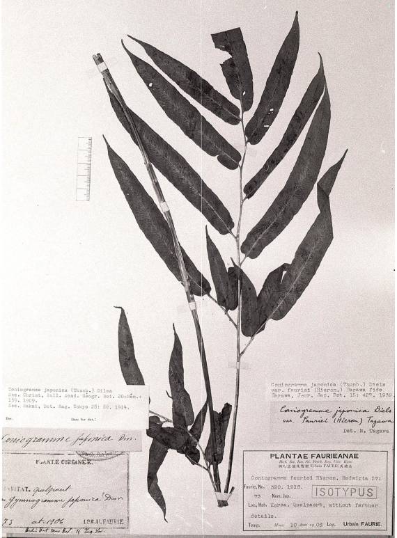 Pteridaceae image