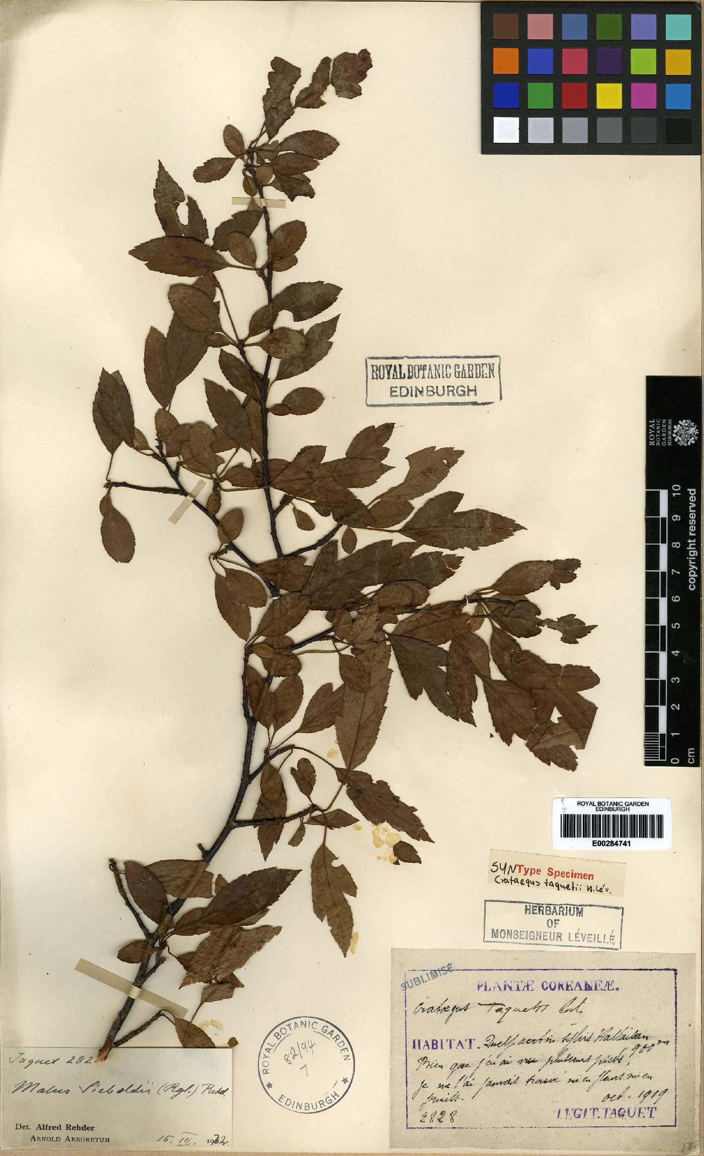 Malus toringo image