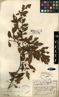 Malus toringo image