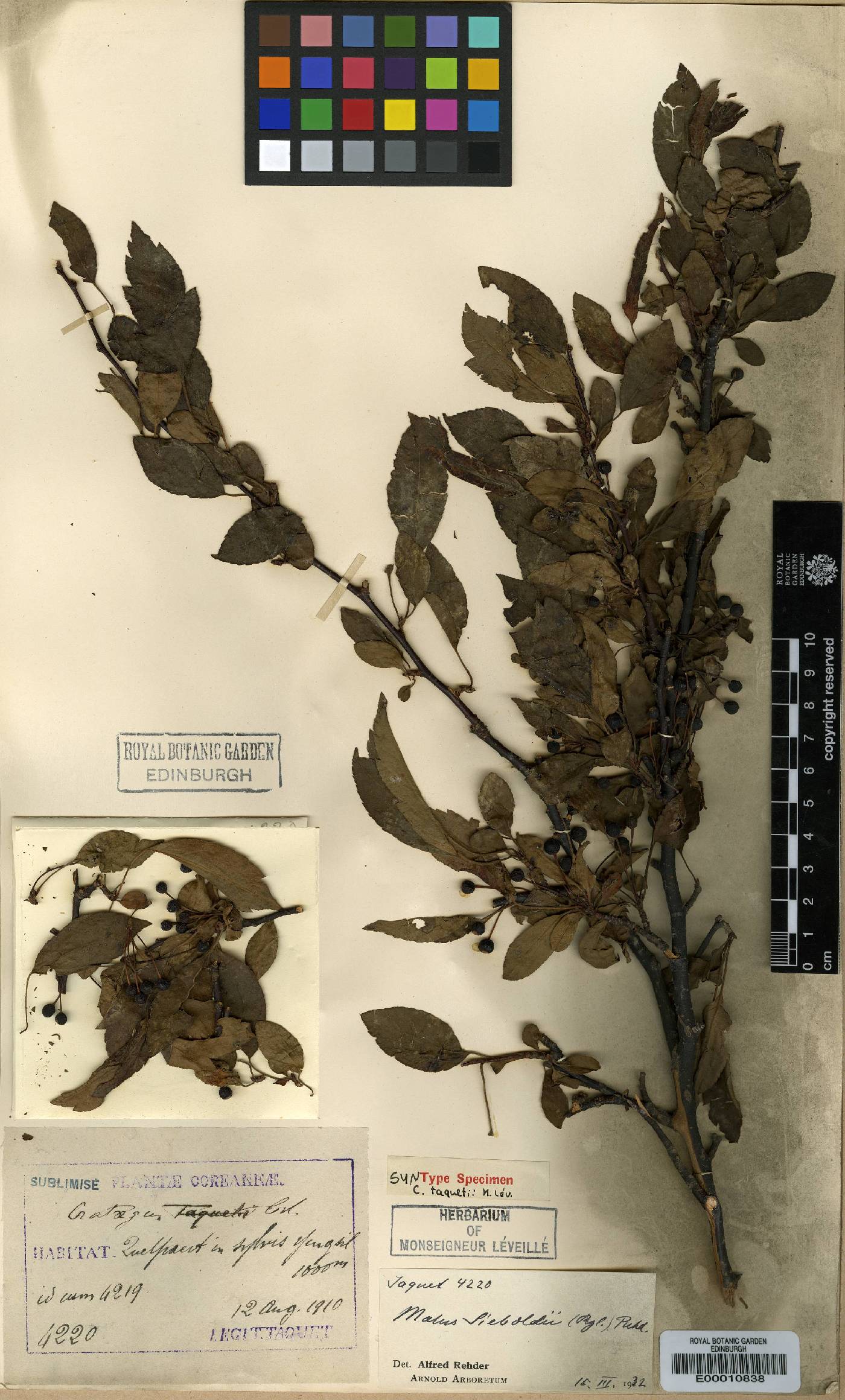 Malus toringo image