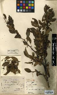 Malus toringo image