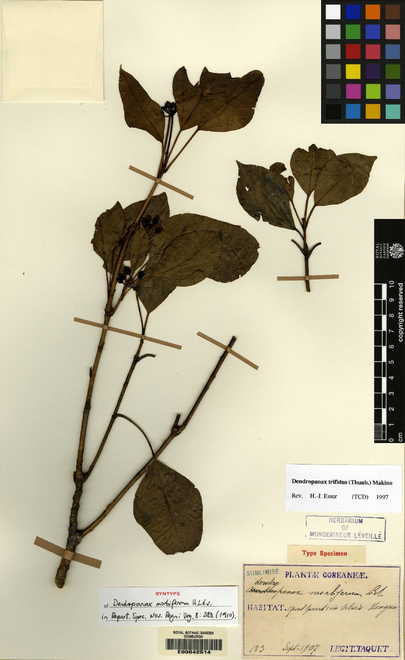 Dendropanax image