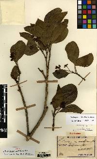 Dendropanax trifidus image