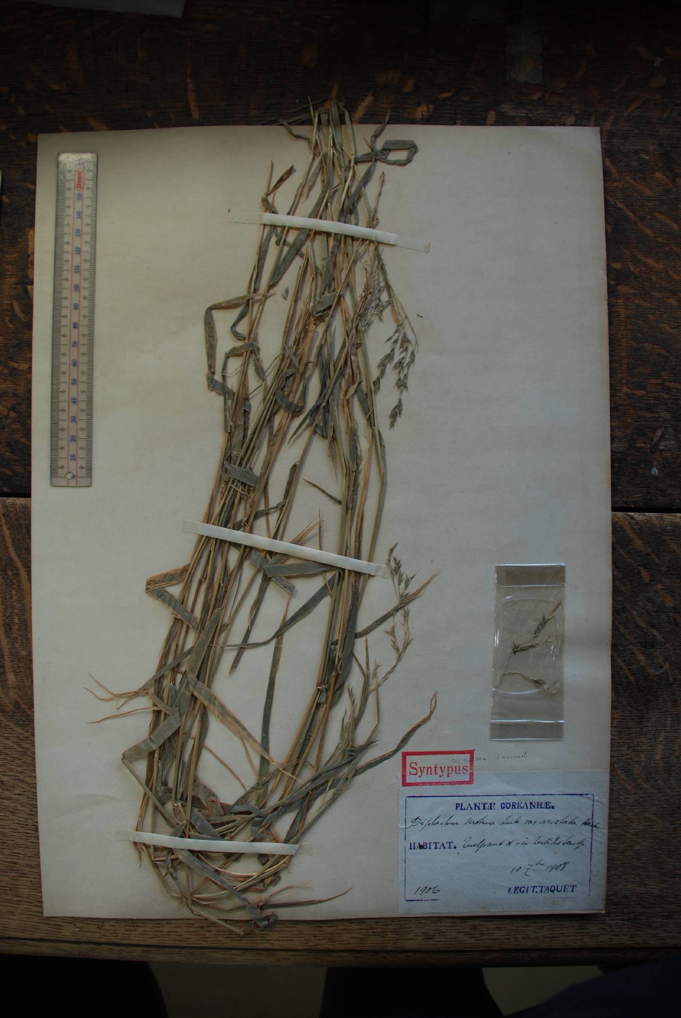 Cleistogenes hackelii image