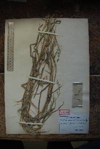 Cleistogenes hackelii image