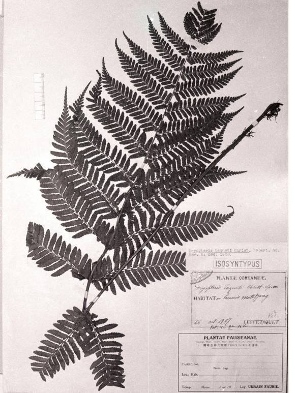 Dryopteris erythrosora image