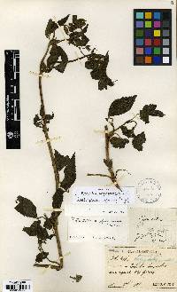 Potentilla cryptotaeniae image