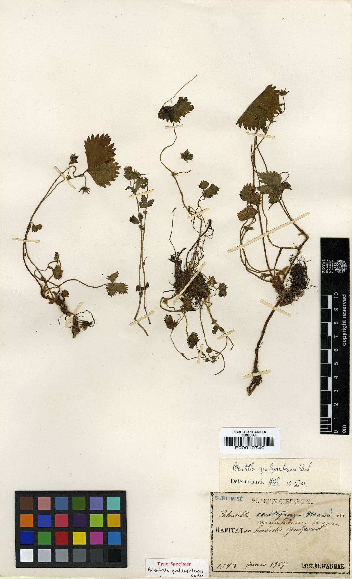 Potentilla rosulifera image