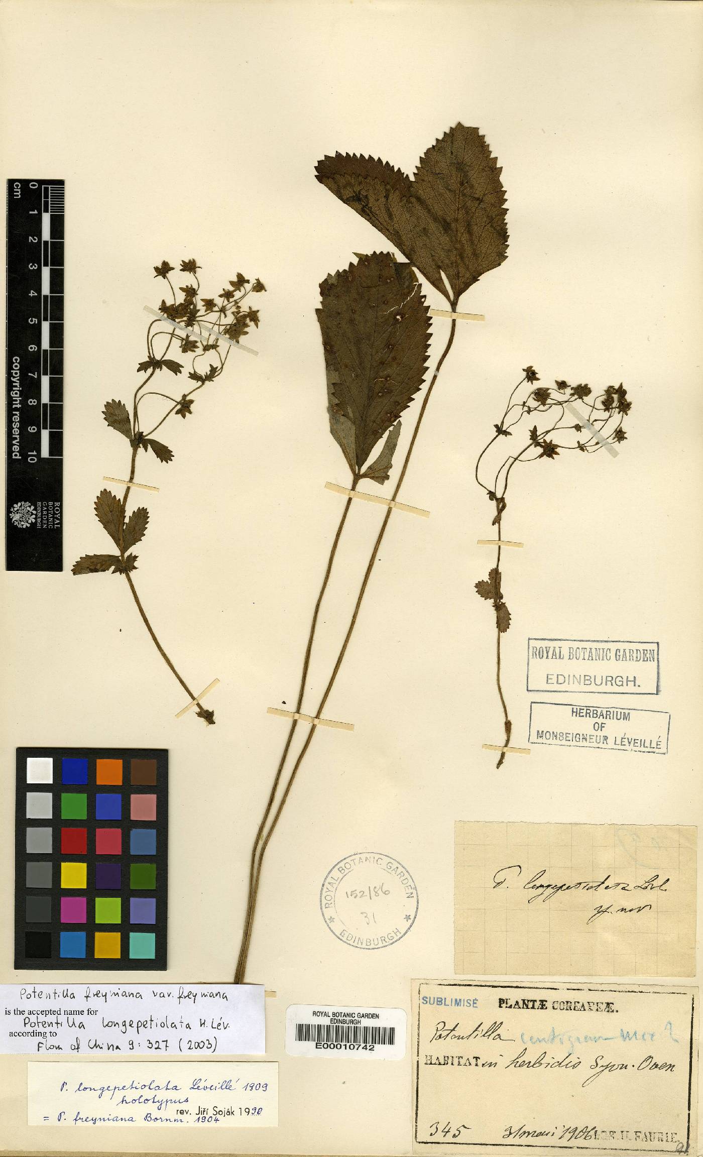 Potentilla freyniana image