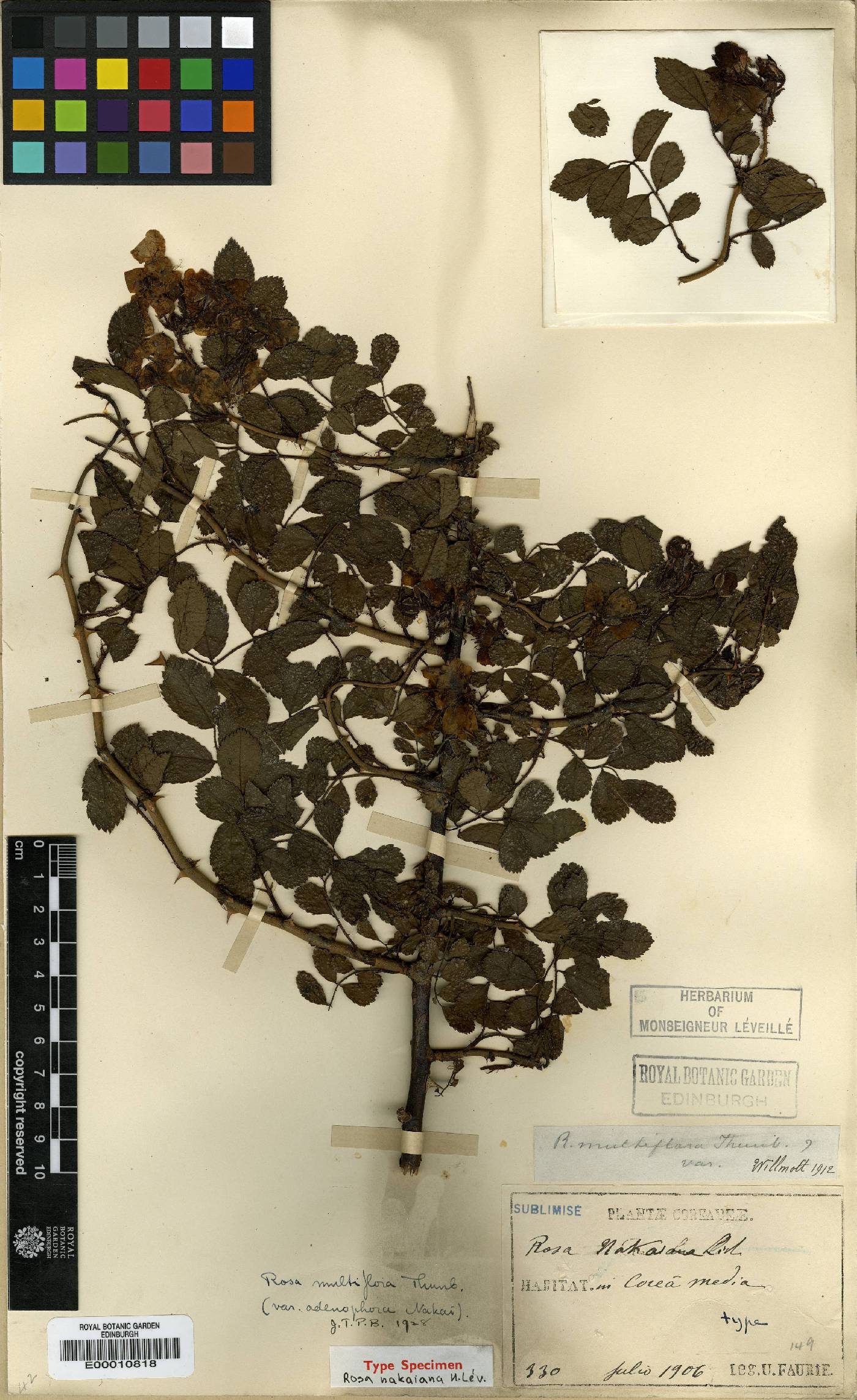 Rosa multiflora image