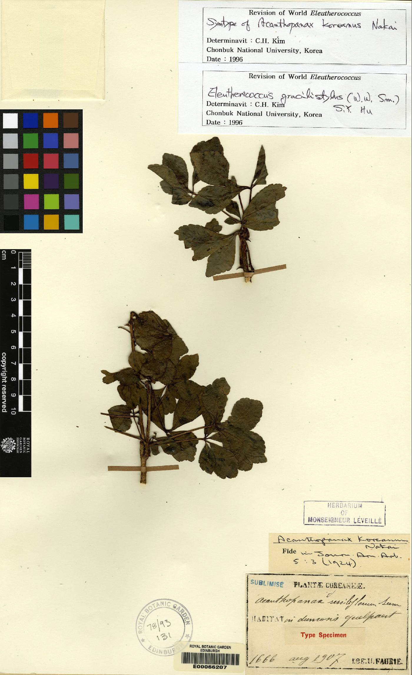 Eleutherococcus image