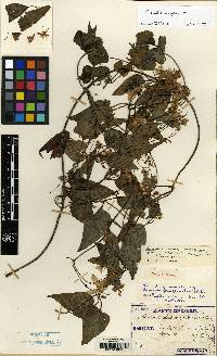 Image of Clematis dioscoreifolia