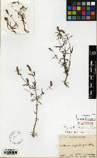 Image of Pogostemon stellatus