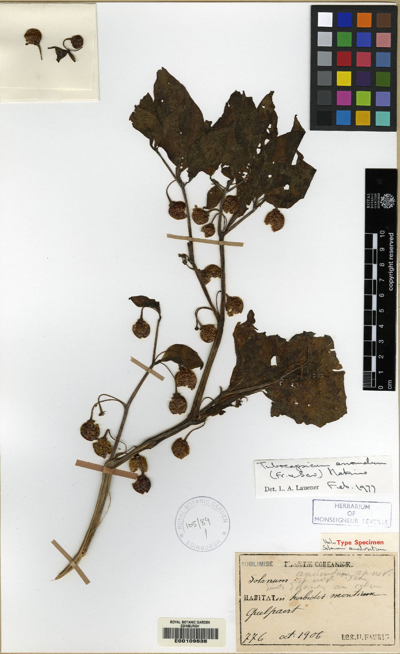 Tubocapsicum anomalum image