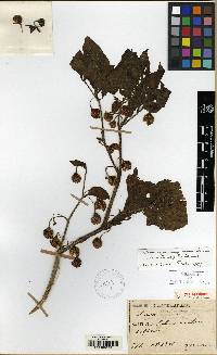Image of Tubocapsicum anomalum
