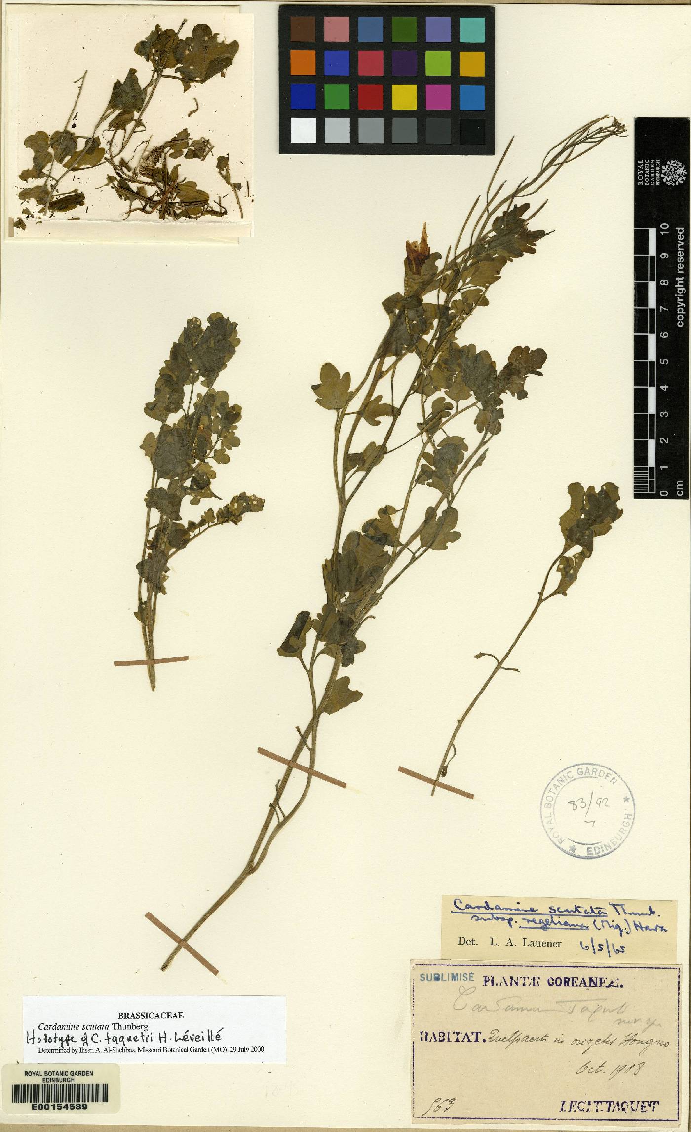 Cardamine scutata image