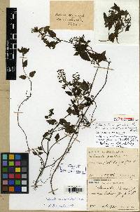 Image of Clinopodium fauriei