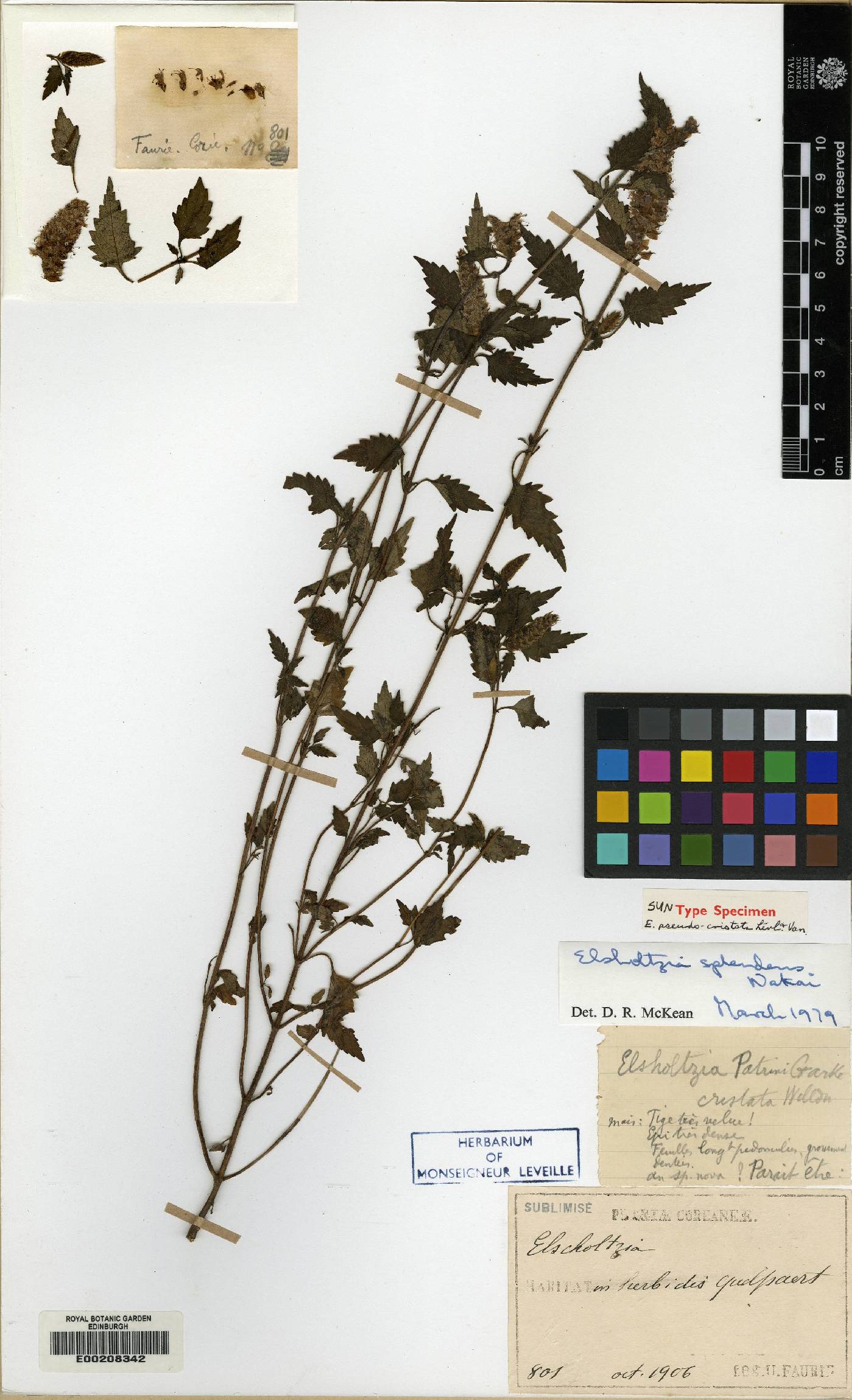 Elsholtzia ciliata image