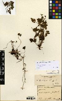 Geranium tripartitum image