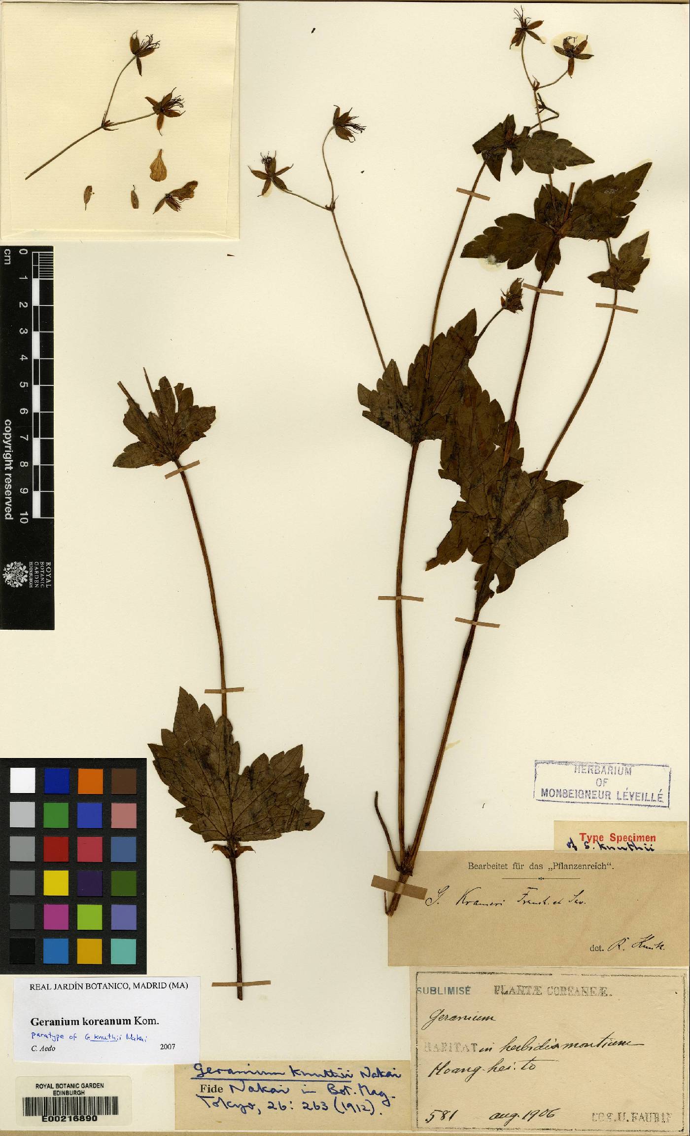 Geraniaceae image