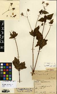 Image of Geranium knuthii