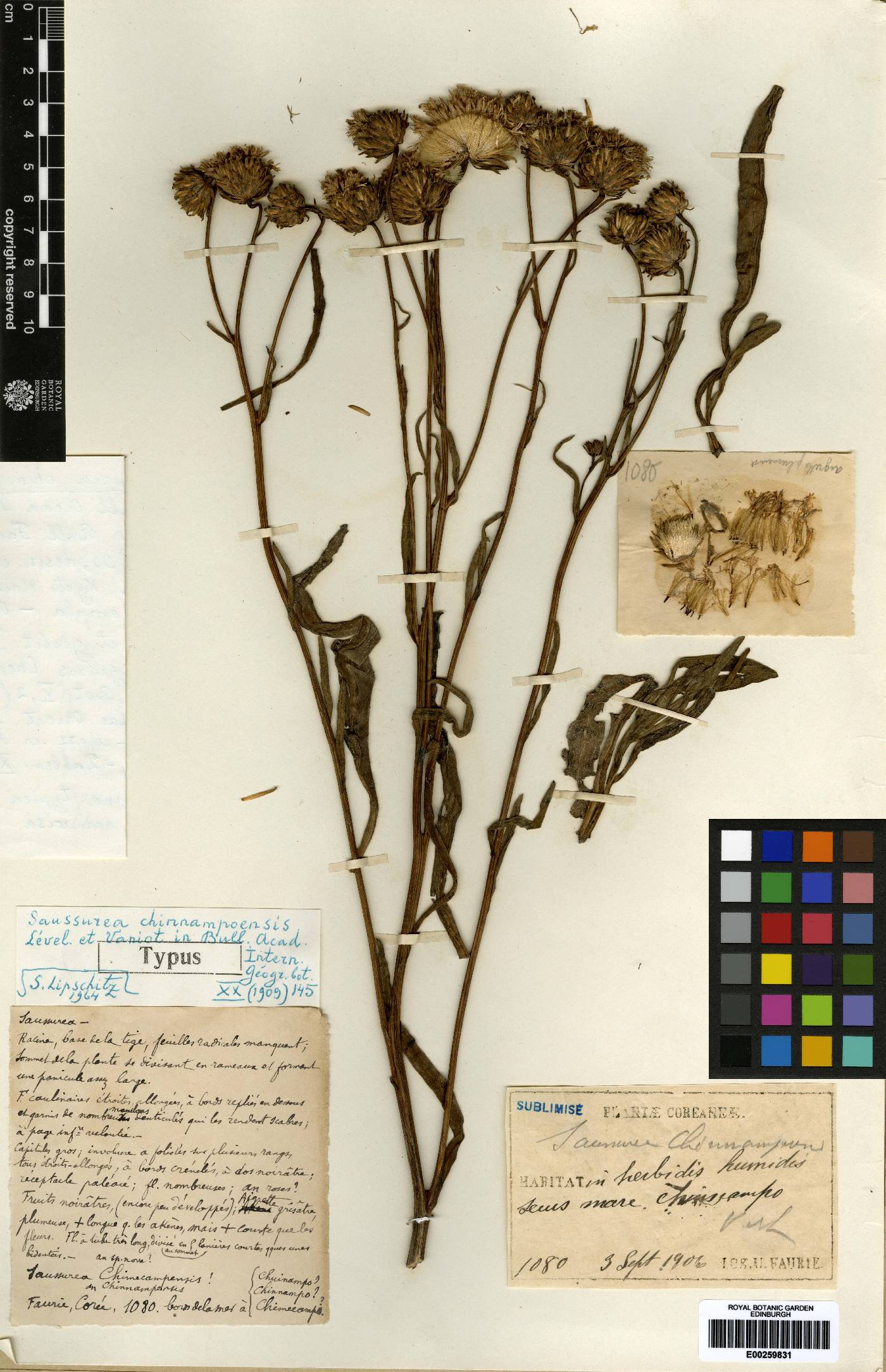 Saussurea chinnampoensis image