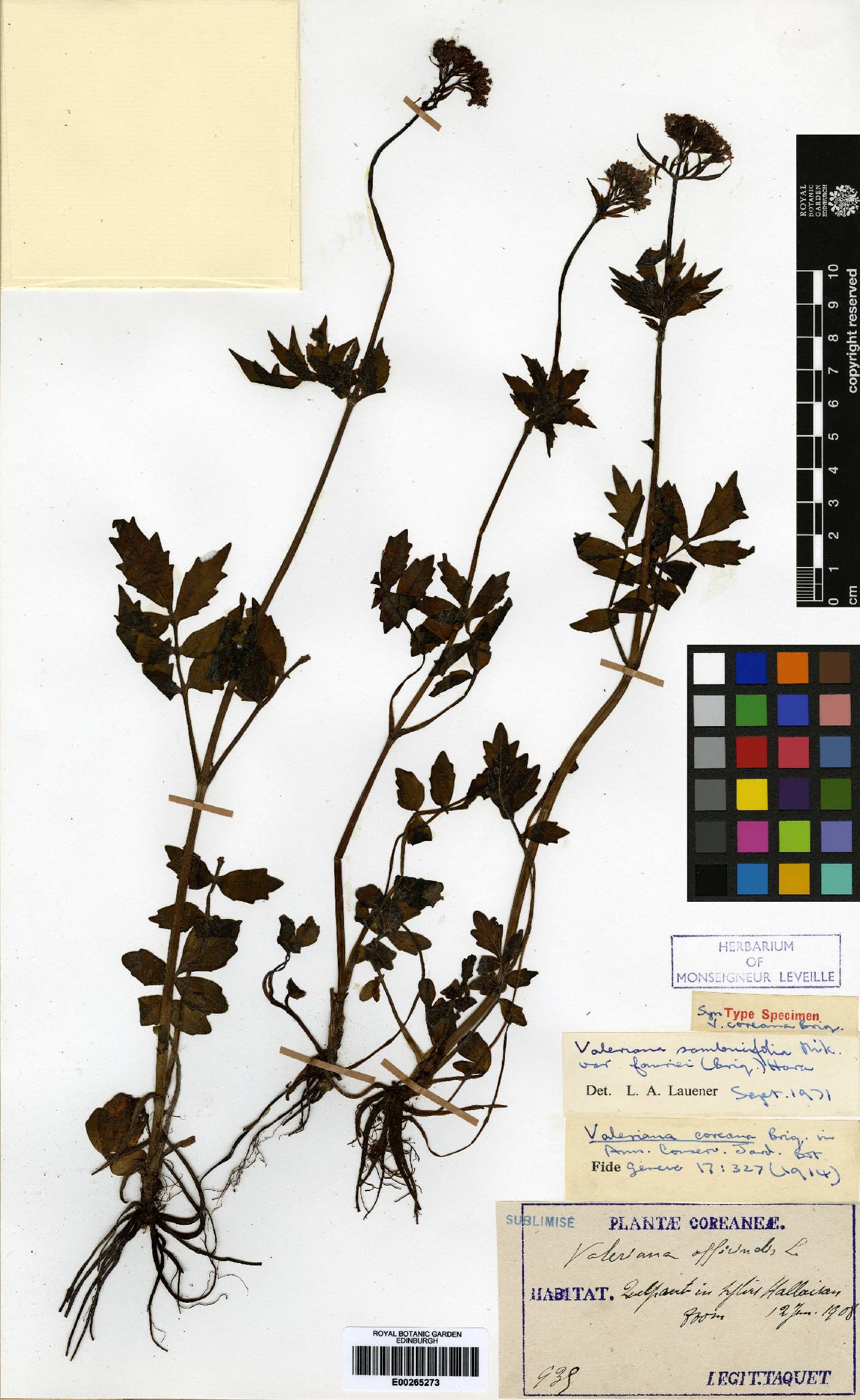 Valeriana officinalis image