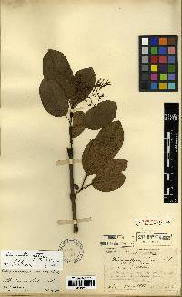 Chionanthus retusus image