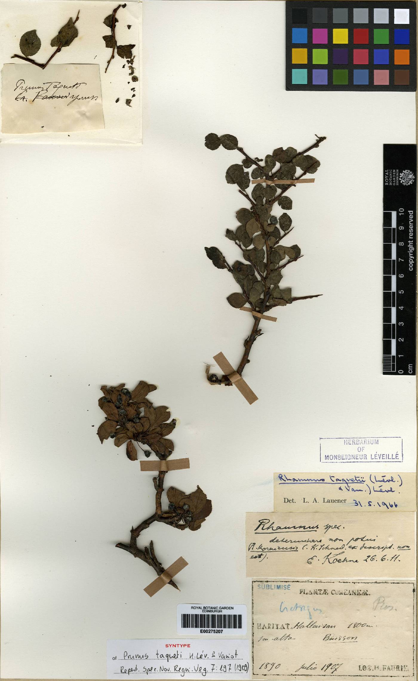Rhamnus taquetii image