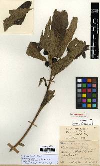 Ficus erecta image