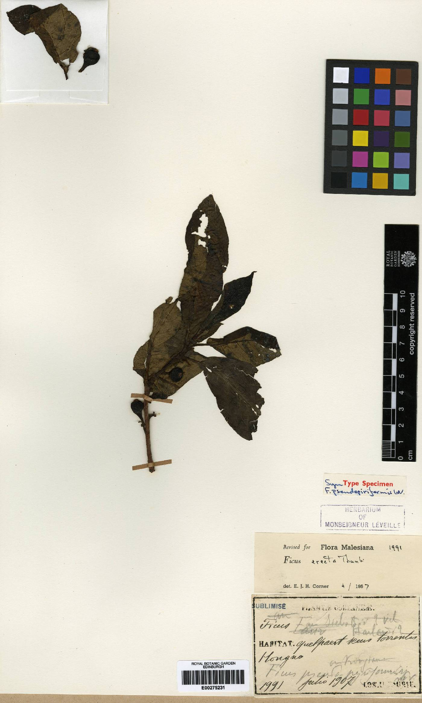 Ficus image