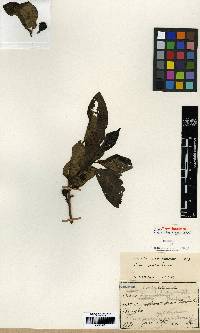 Ficus erecta image