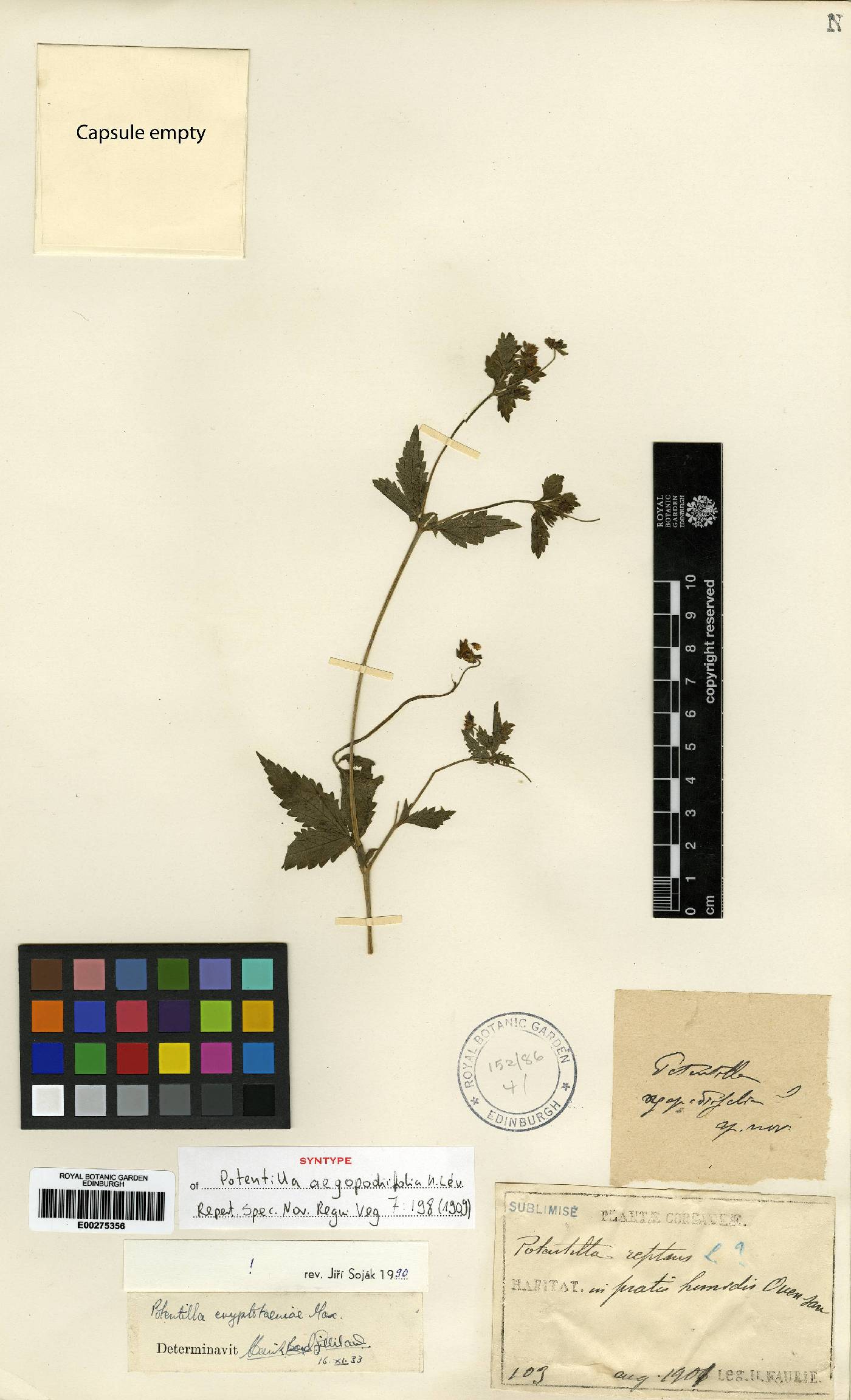 Potentilla cryptotaeniae image