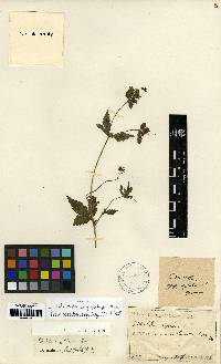 Potentilla cryptotaeniae image