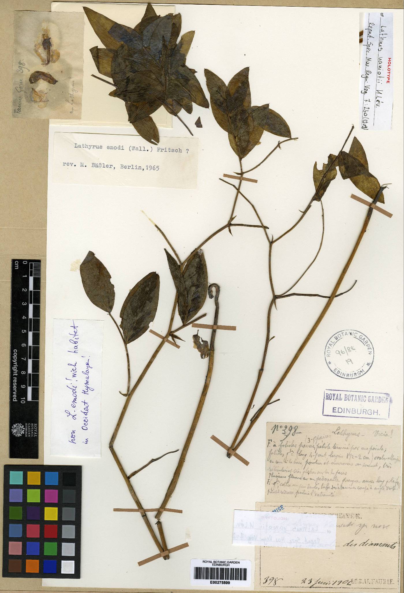 Lathyrus image
