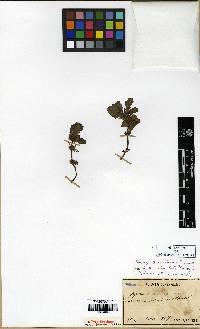 Image of Ajuga decumbens