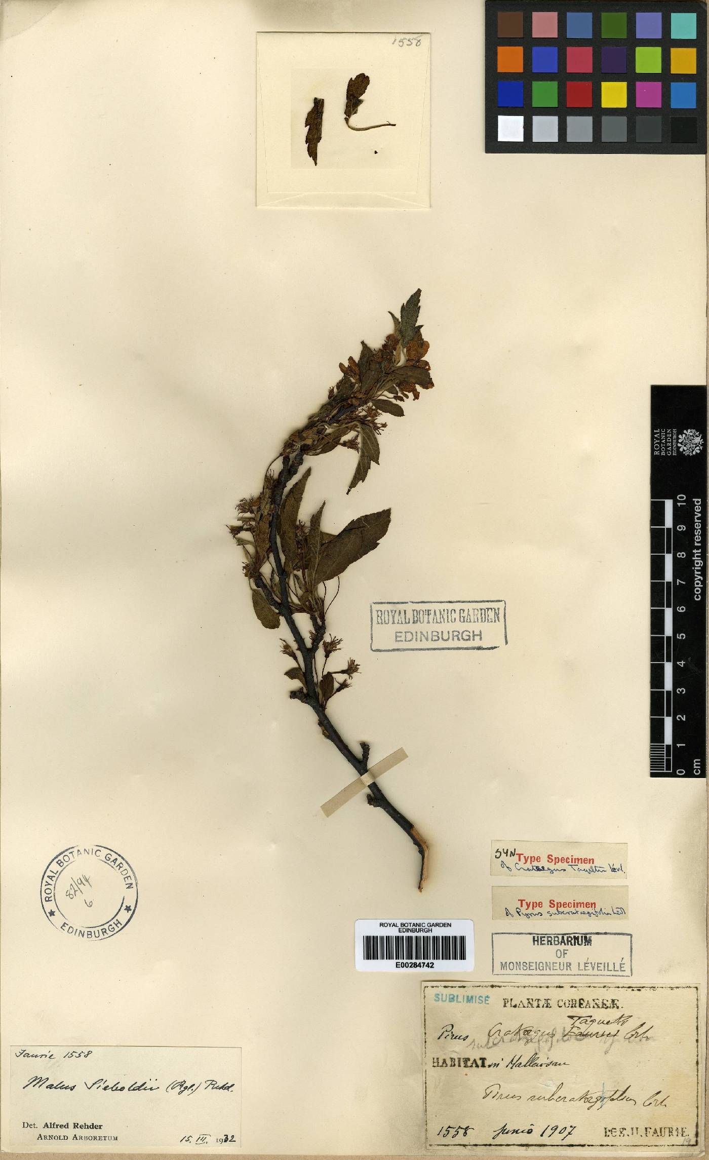 Malus toringo image