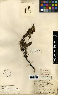 Malus toringo image