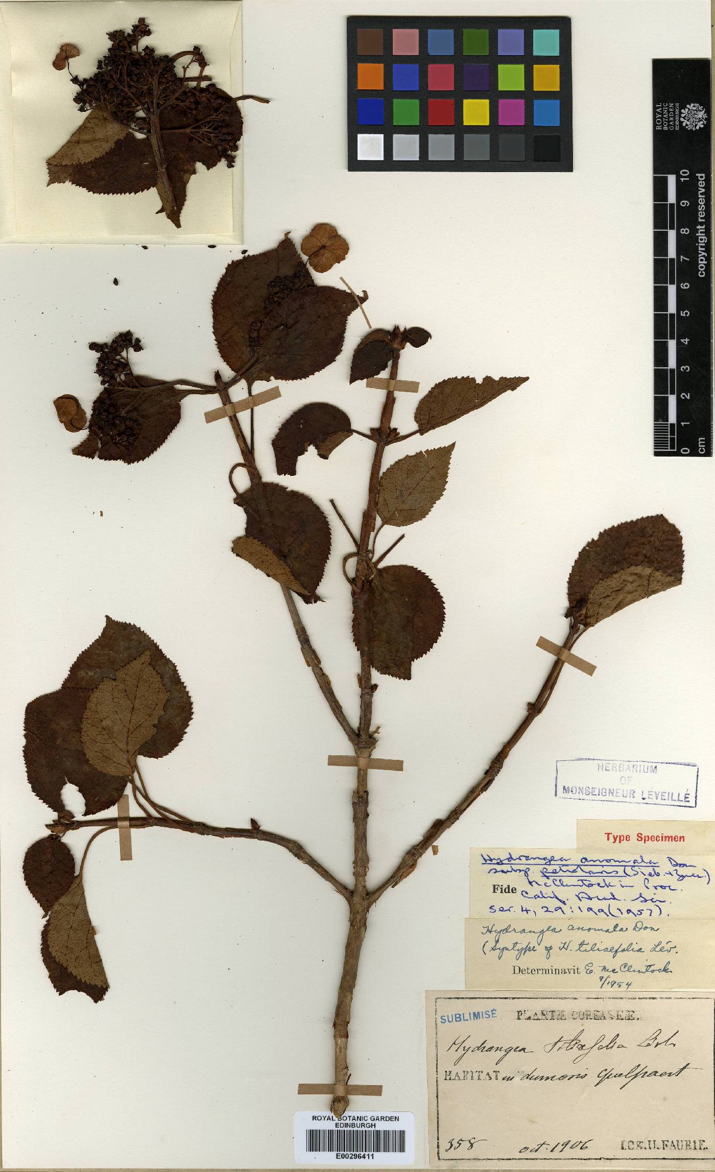 Hydrangea anomala image
