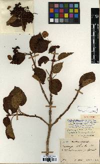 Hydrangea anomala image